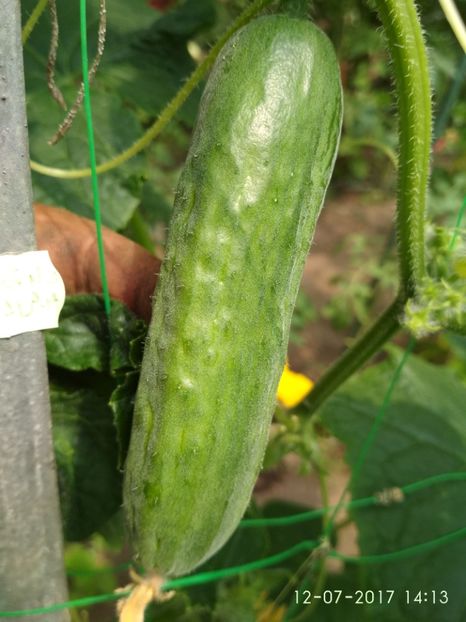 CASTRAVEȚI DIVA  BA (5) - CASTRAVEȚI DIVA