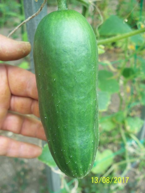 CASTRAVEȚI DIVA  BA (6) - CASTRAVEȚI DIVA