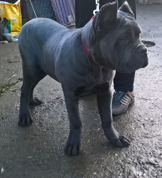 tano 5 luni - cane corso