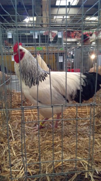  - 07 SUSSEX-2016-2017-2018