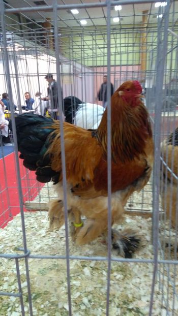 93 Pct Națională București - Brahma Columbia Galben-negru 2017