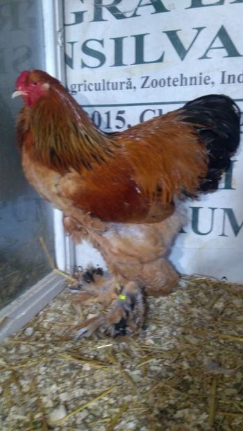  - Brahma Columbia Galben-negru 2017