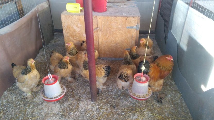  - Brahma Columbia Galben-negru 2017