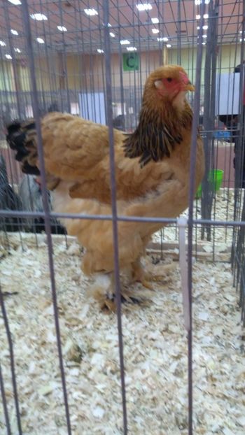  - Brahma Columbia Galben-negru 2017