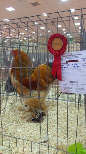 Campiona National 2017 club Brahma-Cochin București - Brahma Columbia Galben-negru 2017