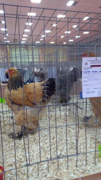 94 pct Club Brahma Cochin - Brahma Columbia Galben-negru 2017