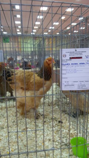 94 pct Club Brahma Cochin - Brahma Columbia Galben-negru 2017