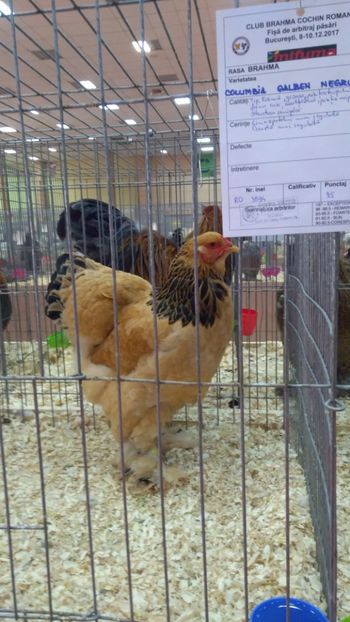 95 pct club Brahma-Cochin - Brahma Columbia Galben-negru 2017