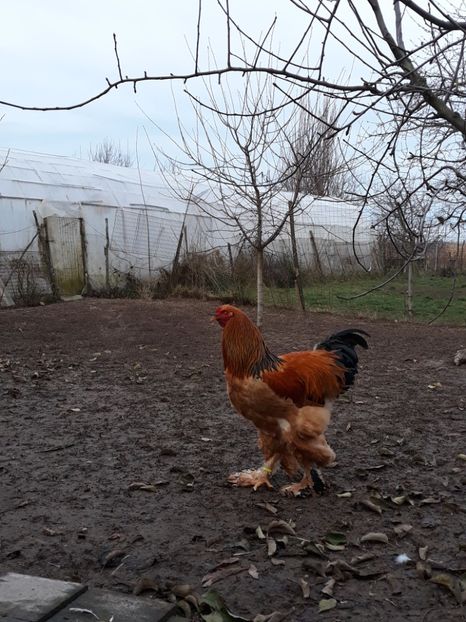  - Achiziție pentru 2018