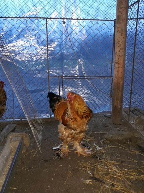  - Achiziție pentru 2018