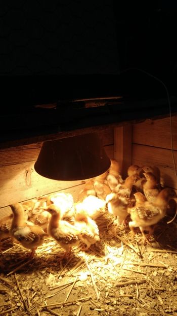 P_20171224_121923 - 2017