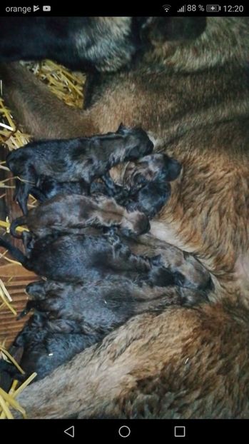  - CIOBANESC BELGIAN MALINOIS AMINTIRI