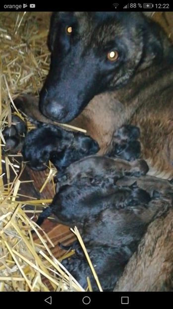  - CIOBANESC BELGIAN MALINOIS AMINTIRI