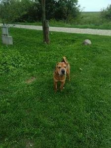 1508063139074[1] - austrolop