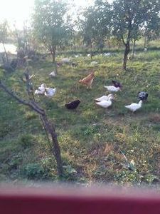 1508063143018[1] - austrolop