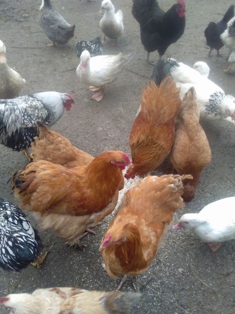  - brahma potarnichiu