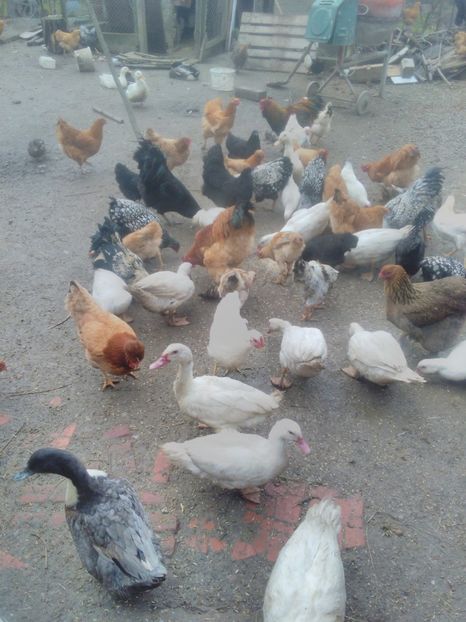  - brahma potarnichiu