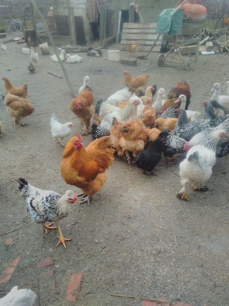  - brahma potarnichiu