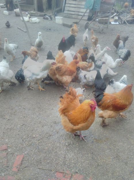  - brahma herminat deschis