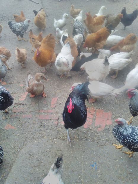  - brahma herminat deschis