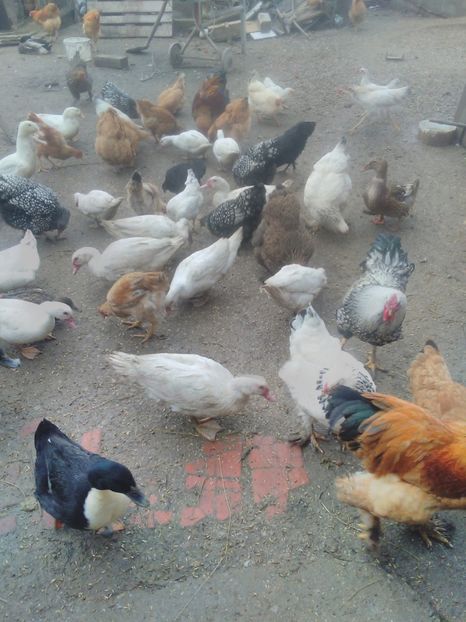  - brahma herminat deschis