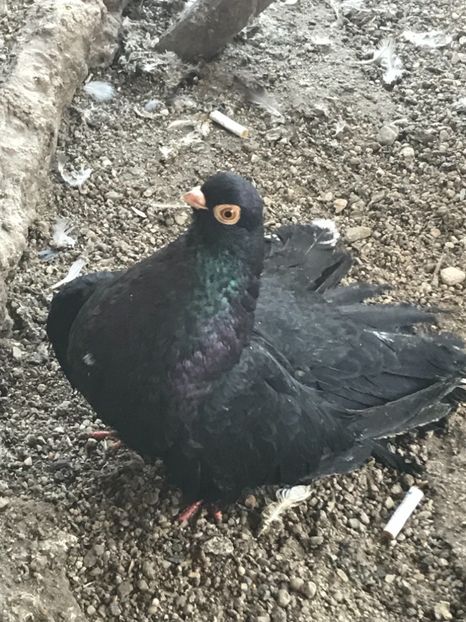 2202D826-89F0-4B1F-822A-05581C20D4B0 - Negri turci