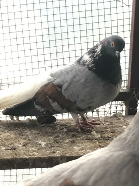 92EB7723-FA2A-41EA-9A15-132E5A3CF9E0 - Vargati codalbi