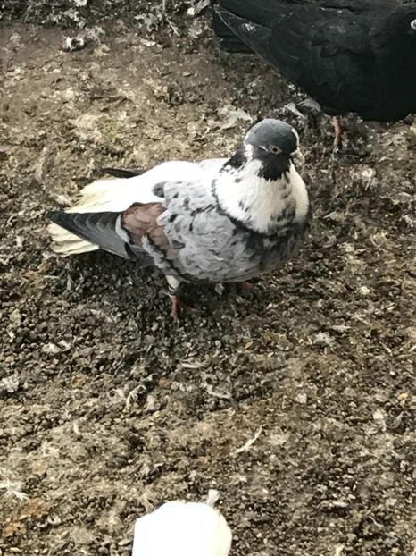 6E91F16D-18FC-44B4-B74D-AAC99CF332C9 - Vargati codalbi