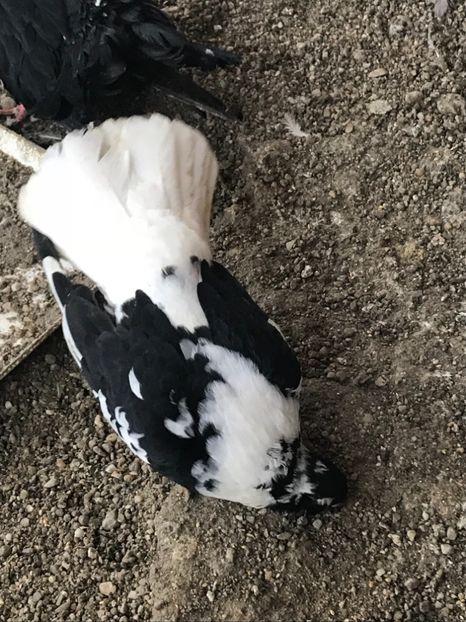 E5D2E0DC-3F1D-4BD3-A833-64DE50F67455 - Grivi codalbi - nu ii mai dețin