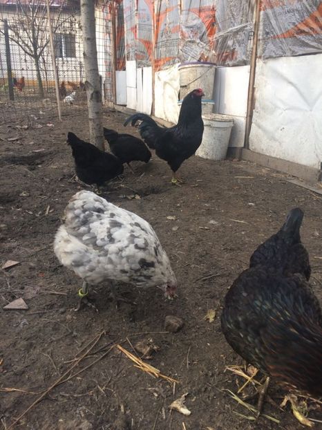 IMG-20171224-WA0001 - Ameraucana 2018