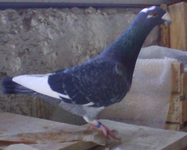 Mascul 2013 - Vanduti