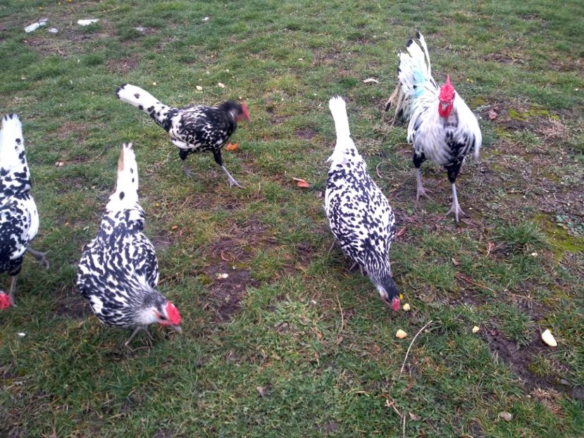 familia hamburg - FREE RANGE
