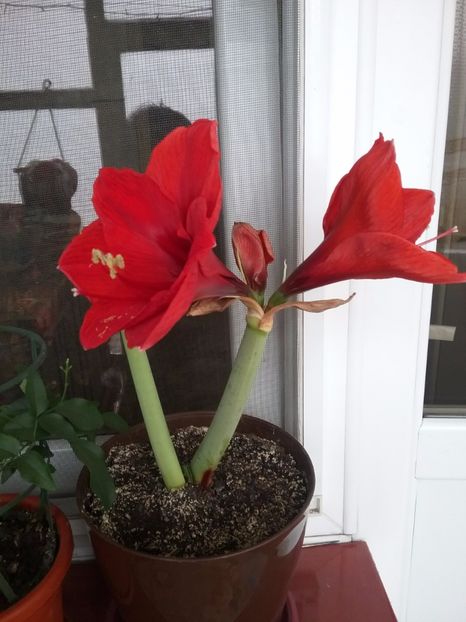  - Amaryllis