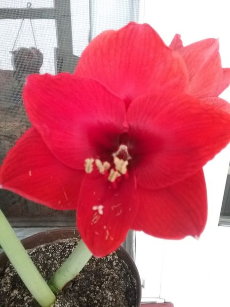  - Amaryllis