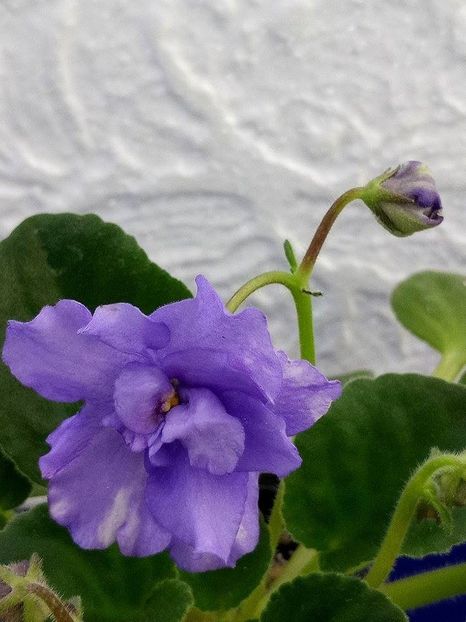 13 dec - ZZ Neznaica sport