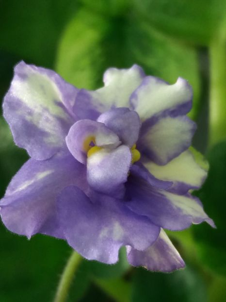 15 dec - ZZ Neznaica sport