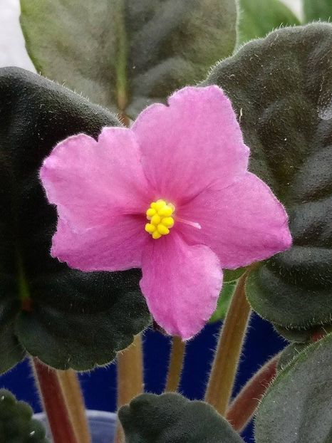 13 dec - ZZ Ode To Beauty