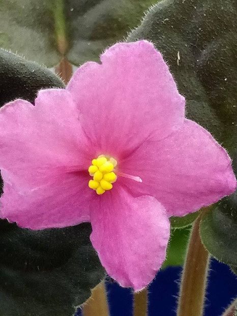 13 dec - ZZ Ode To Beauty