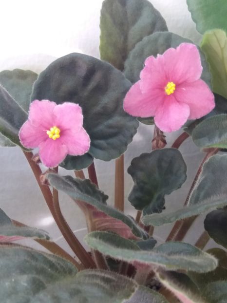 15 dec - ZZ Ode To Beauty