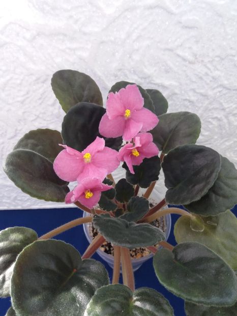 21 dec - ZZ Ode To Beauty