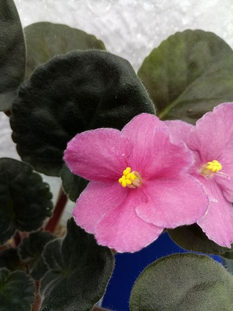 24 dec - ZZ Ode To Beauty