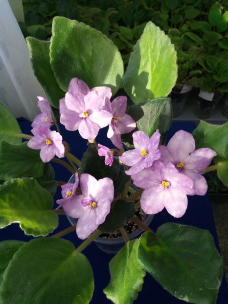 21 dec - ZZ AE Fly To The Moon