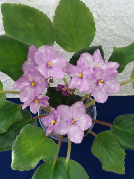 21 dec - ZZ AE Fly To The Moon