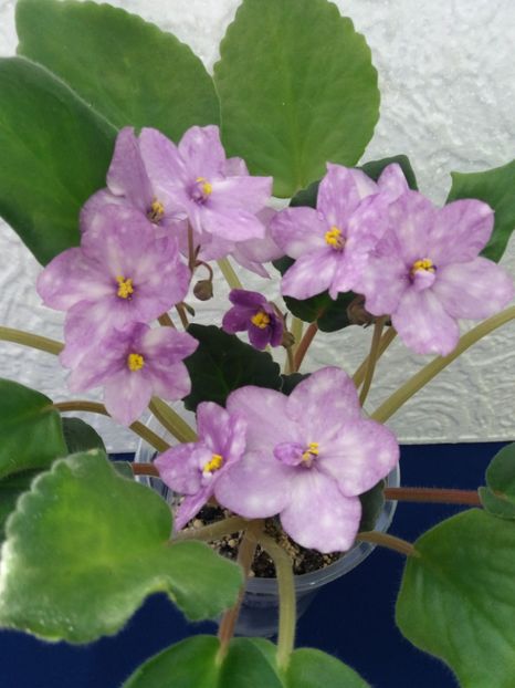 21 dec - ZZ AE Fly To The Moon