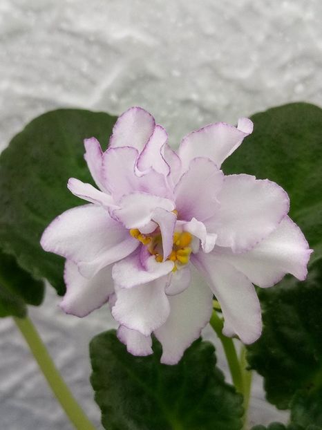 24 dec - ZZ RS Bagira sport