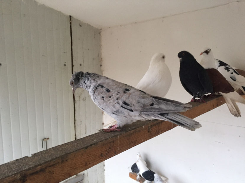  - 3 Jucatori de Baku