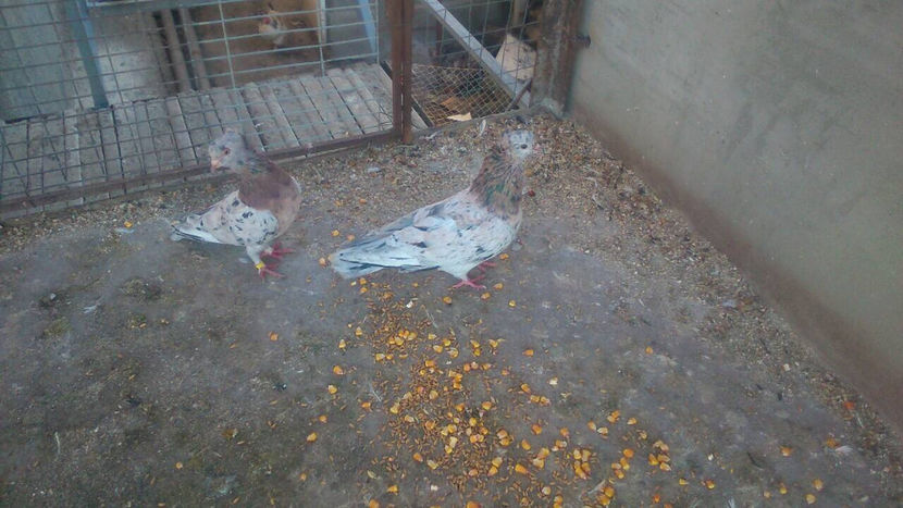  - 3 Jucatori de Baku