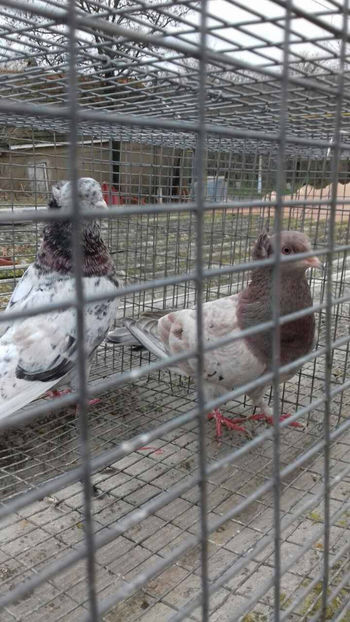  - 3 Jucatori de Baku