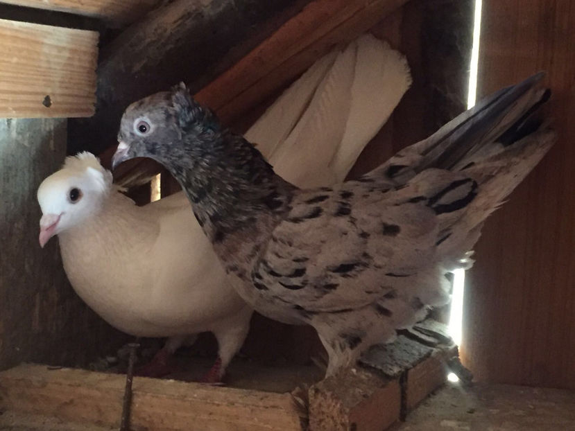  - 3 Jucatori de Baku