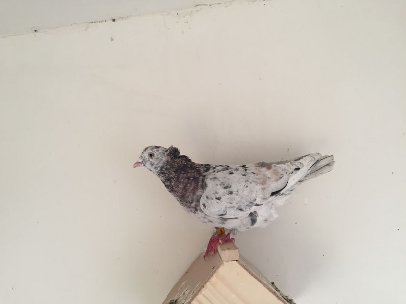  - 3 Jucatori de Baku